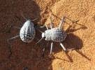 Onymacris rugatipennis