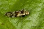 Loensia fasciata