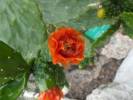 Consolea picardae