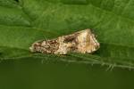 Syricoris lacunana - obaleč jahodníkový