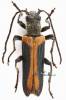 Anogcodes melanurus