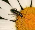 Chrysanthia geniculata geniculata