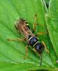 Gorytes quadrifasciatus - zebřík čtyřpásý