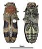 Tonkinula aurofasciata