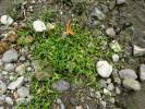 Murdannia spirata - Asiatic Dewflower