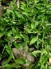 Murdannia spirata - Asiatic Dewflower