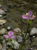 Murdannia spirata - Asiatic Dewflower