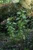 Urtica kioviensis - kopřiva lužní