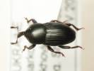 Melanobaris carbonaria