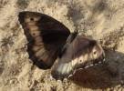 Hipparchia fagi