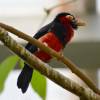 Lybius dubius - Bearded Barbet
