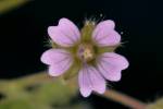 Geranium pusillum - kakost maličký