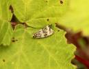 Syricoris lacunana - obaleč jahodníkový