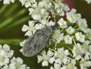 Mycterus curculioides
