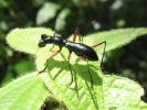 Tricondyla aptera