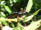 Tricondyla aptera