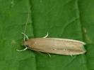 Limnaecia phragmitella