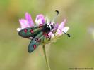 Zygaena lavandulae