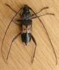 Phoracantha semipunctata