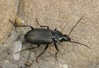 Agonum viduum