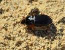 Anisodactylus nemorivagus - nestejnočlenec hajní