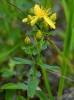 Hypericum maculatum - třezalka skvrnitá