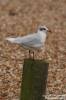 Ichthyaetus melanocephalus - Mediterranean Gull