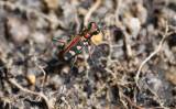 Cicindela aurulenta flavomaculata