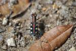 Cicindela aurulenta flavomaculata