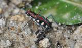 Cicindela aurulenta flavomaculata