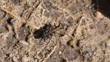 Cicindela aurulenta flavomaculata
