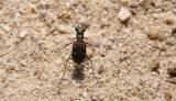 Cicindela aurulenta flavomaculata