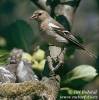 Fringilla coelebs - pěnkava obecná