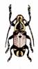 Callimetopus panayanus