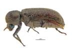 Bostrychopsis tetraodon