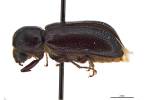 Bostrychopsis trimorpha