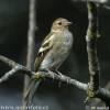 Fringilla coelebs - pěnkava obecná