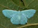 Chlorissa etruscaria