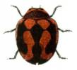 Novius cardinalis - slunéčko australské