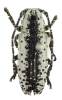 Milothris marmorea
