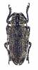 Pterochaos irroratus