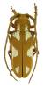 Prosopocera lactator poggei
