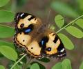 Junonia hierta hierta