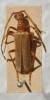 Vesperus luridus