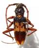 Phoracantha semipunctata
