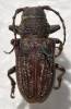 Penthea vermicularia