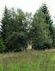 Betula carpatica - bříza karpatská