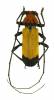 Purpuricenus laetus laetus