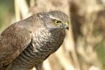 Accipiter nisus