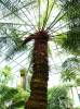 Cycas edentata - cykas bezzubý